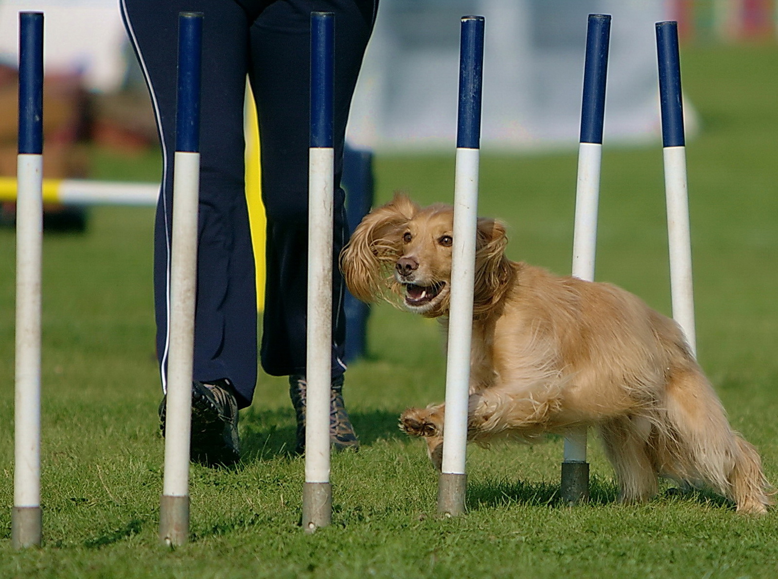 Pole Dancing at Dog Agility Competition, Hampton Court