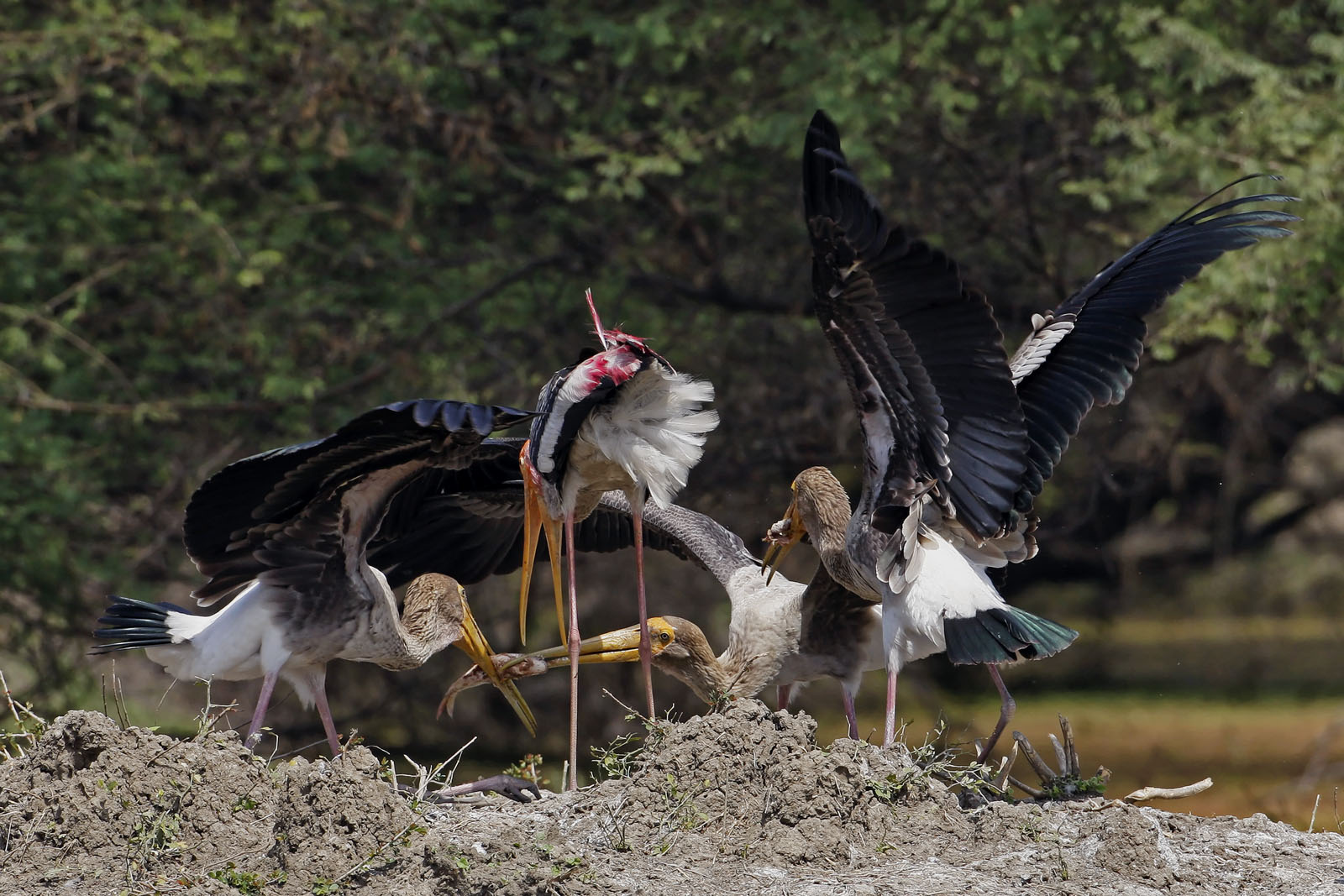 Juvenile Painted Storks (Mycteria leucocephala) Squabble over Fish Just Regurgitated by Parent, Bhar