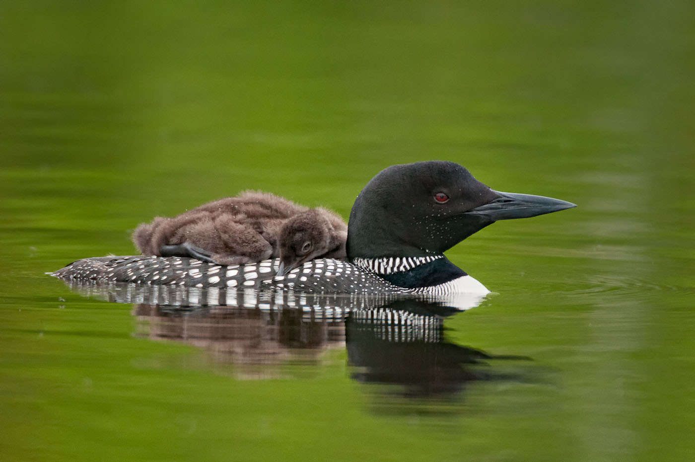 Tired loon chick (Gavia immer) gets a ride on parent's back