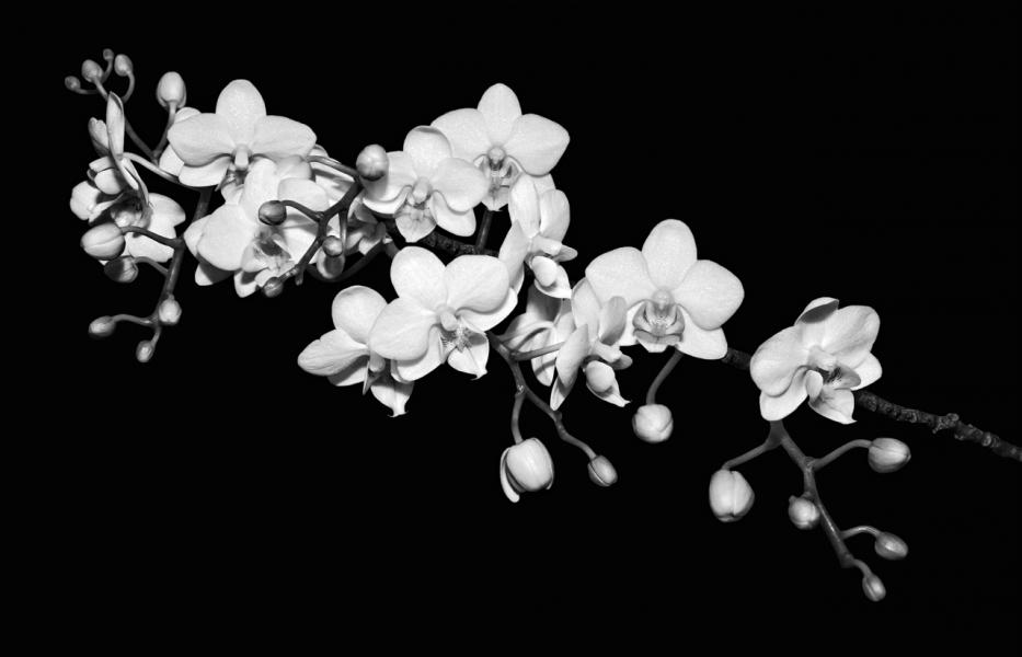 White Orchids