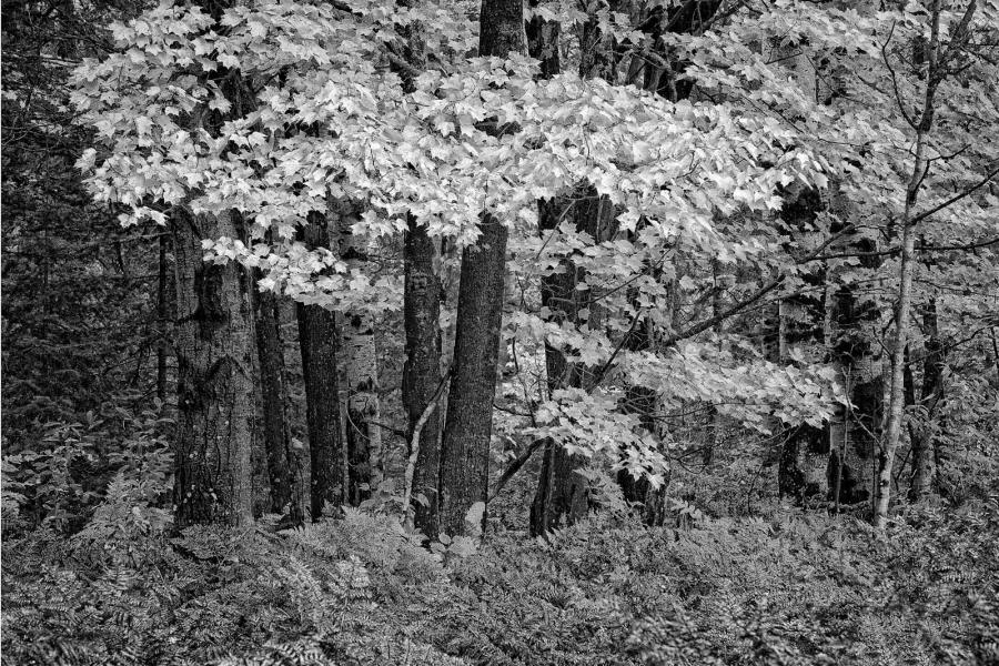 Fall forest, Upper Peninsula, Michigan
