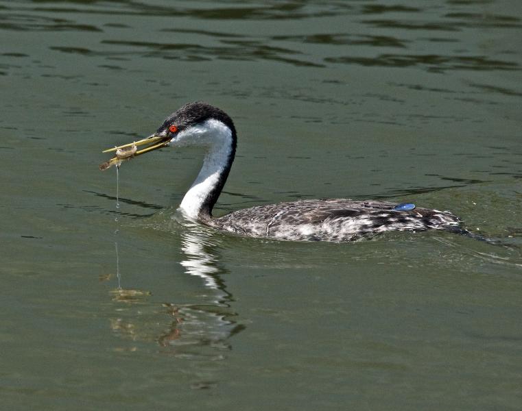 Western Grebe, (Aechmophorus occidentalis) 'juggling' prey before eating and water on back