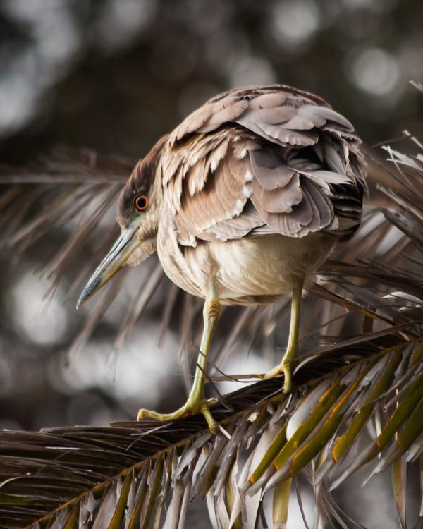 Black-crowned Night Heron resting on a branch, Palo Alto Baylands