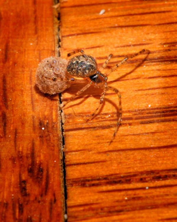 Spider Moves Egg Case Out Of Blistering Sun