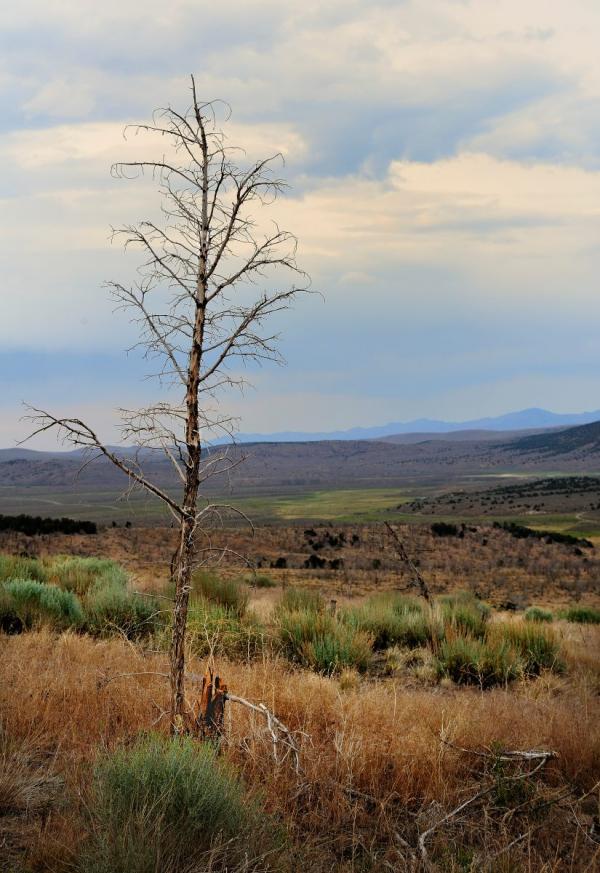 Your Forebears Crossed This Land by walking or in wagons.