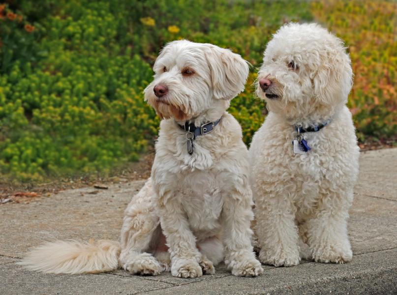 Fluffy Friends