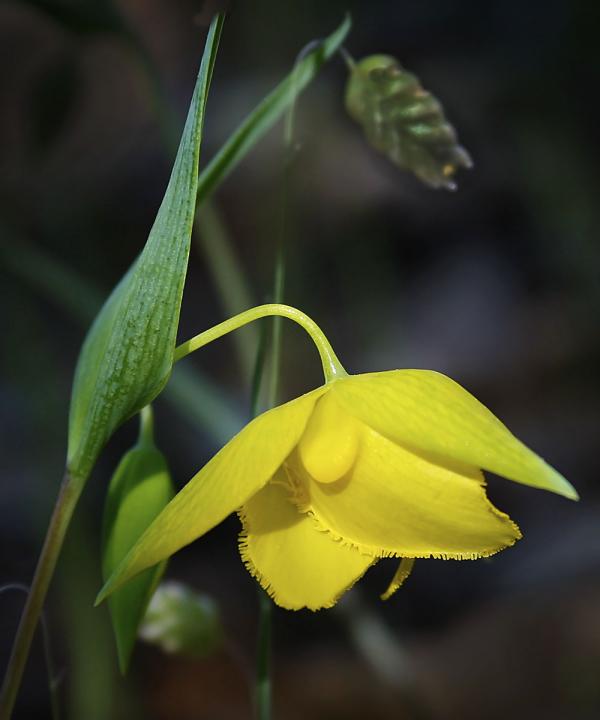 Golden Fairy Lantern (Calochortus amadilis)