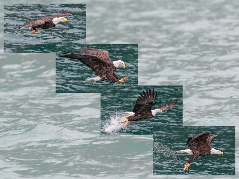 Bald Eagle grabs meal on the fly