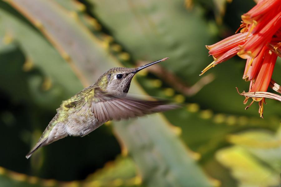 Female Anna's Hummingbird (Calypte anna) with pollen on bill from Aloe vera plant
