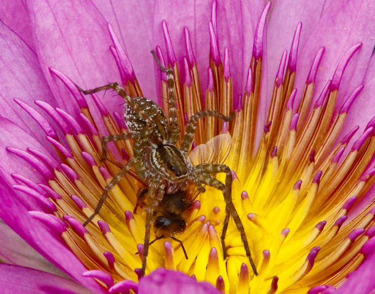 Portrait of Spider Suffocating Bee in Lotus Flower