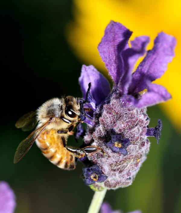 Female Leaf-Cutter Bee (Megachile perihirta) eats from lavender flower (Lavandula stoechas), Berkele