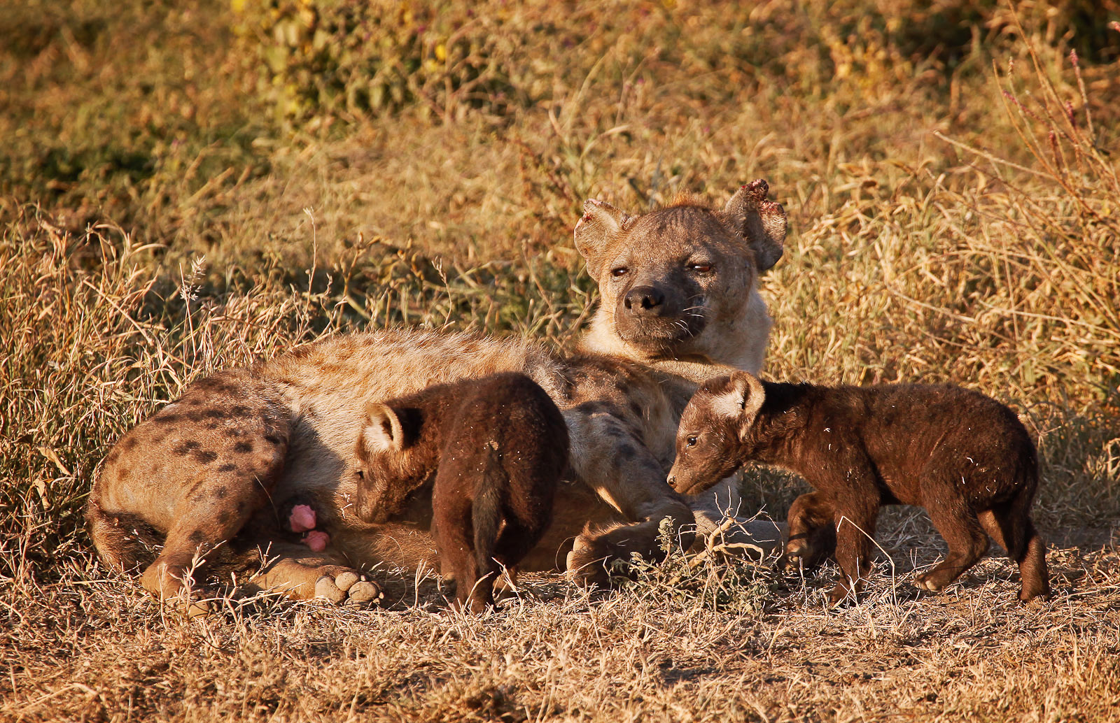 Mother Hyena(Crocuta crocuta) Rolls on Side to Encourage very young Black Cubs to Nurse outside of D