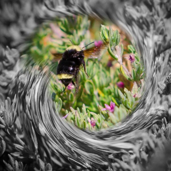 A Bee Flying in Paradise