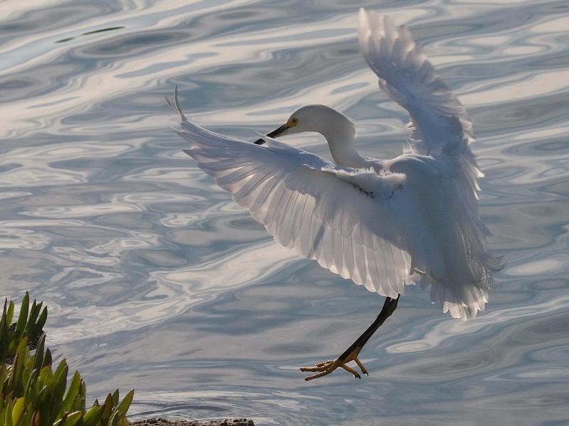 Snowy Egret (Egretta thula) Landing