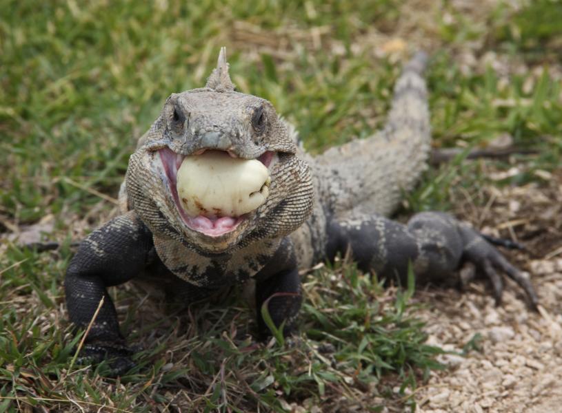 Mexican spiny-tailed iguana (Ctenosaura pectinata) eats a small guava.