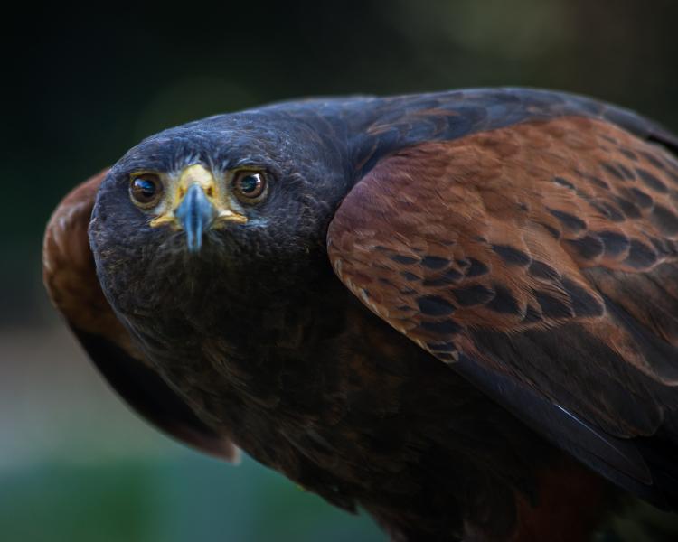 Portrait of a Harris's Hawk #2
