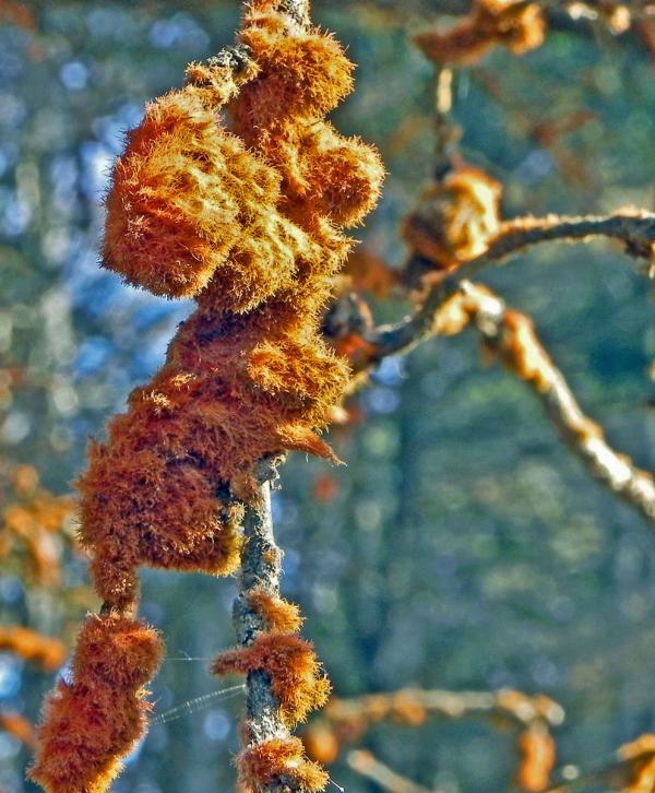 Tree branches  in Fitzgerald Marine Reserve covered with Orange Trentepohlia Algae