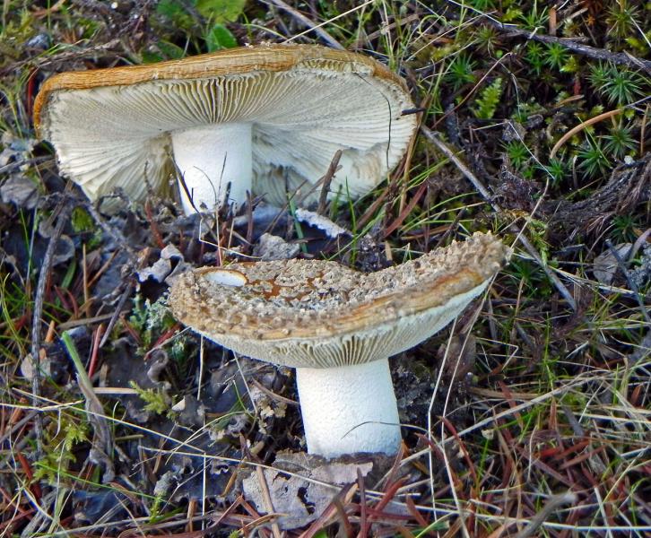 Fly Agaric (Amanita Muscaria)