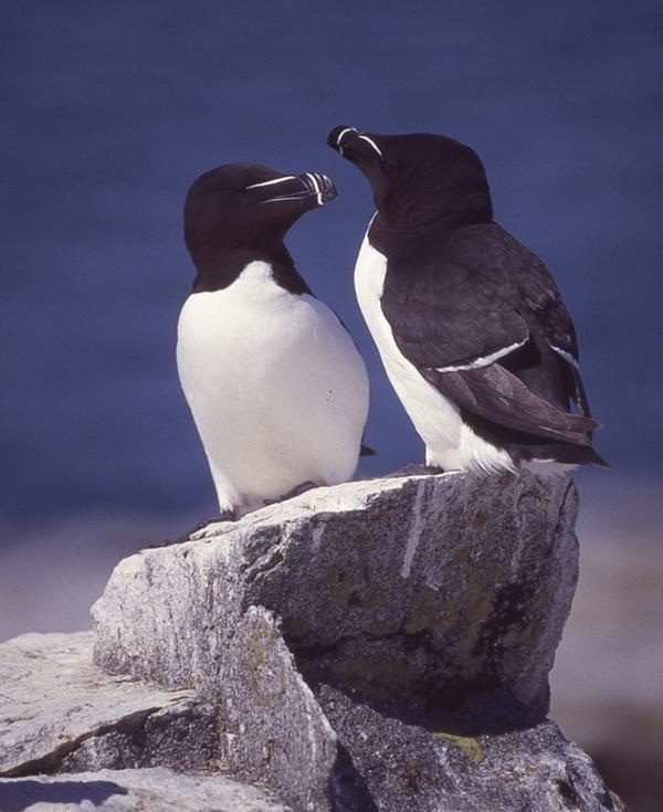 A Pair of Razor Billed Auks at Rest, Machias Seal Island, Canada