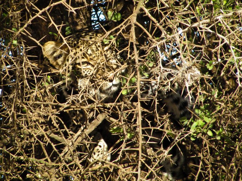 African Leopard (Panthera pardus pardus) hides and rests in Acacia thorn tree in Serengeti