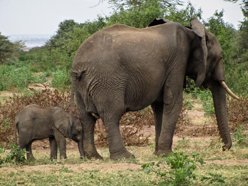 Baby African Elephant (Loxodonta Africana) Stays Close to Mother - Lake Manyara National Park, Tanza