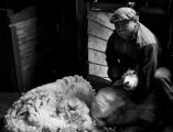 Sheep shearer demonstrates his craft, Estancias de las Hijas, Argentina