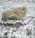 Polar Bears Wrestle on Tundra near Churchill, Manitoba, Ursus maritimus