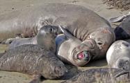 Adult elephant seal (mirounga angustirostris) attempts to mate with reluctant female