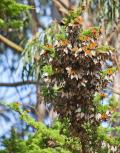 Wintering Cluster of Monarch Butterflies, Lighthouse Field State Beach