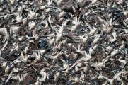 Flock of Snow geese (Chen caerulescens) blasts off in alarm