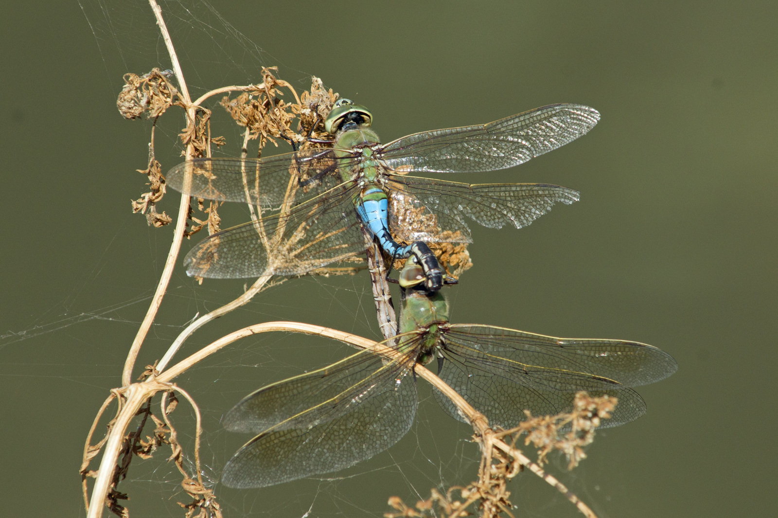 Connon Green Darner Dragonflies (Anax junius) premating behavior