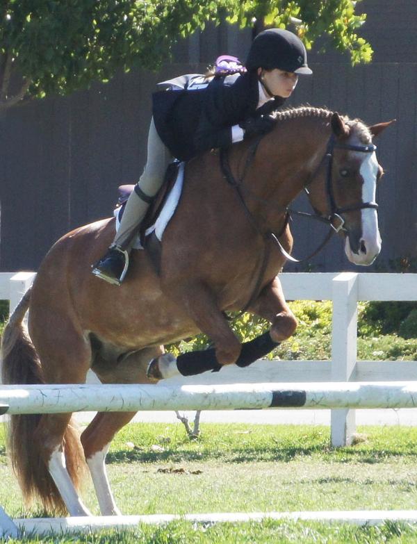 Young rider & mount making jump