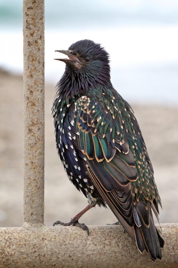 The Starling molts once a year in the Fall and temporarily has white tipped feathers.