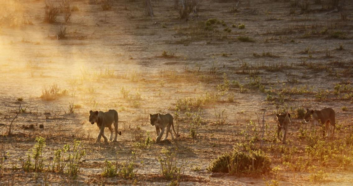 Morning runs in Kenya