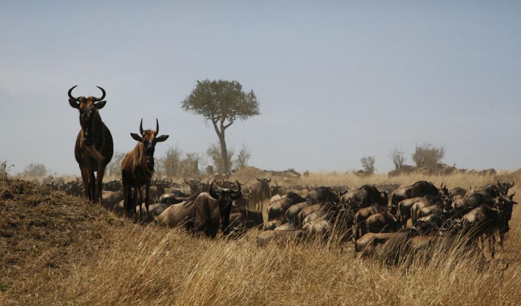 Part of the great migration