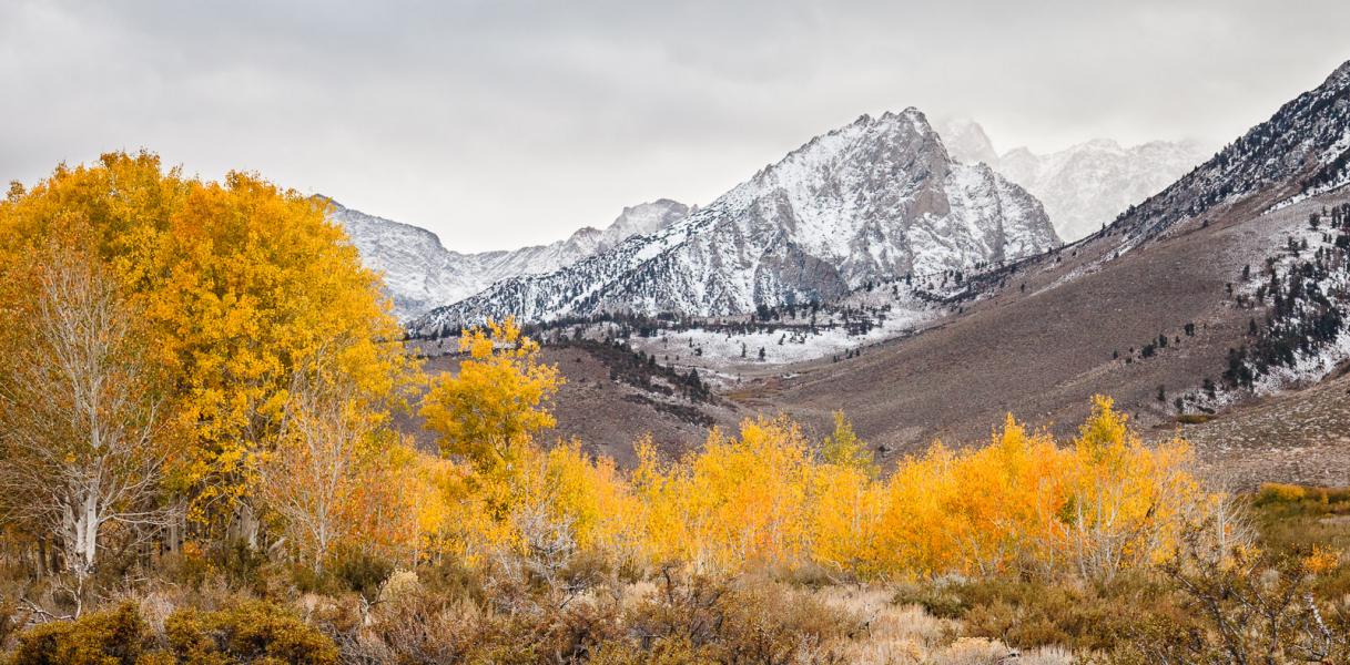 Fall Colors in Eastern Sierra Foothills