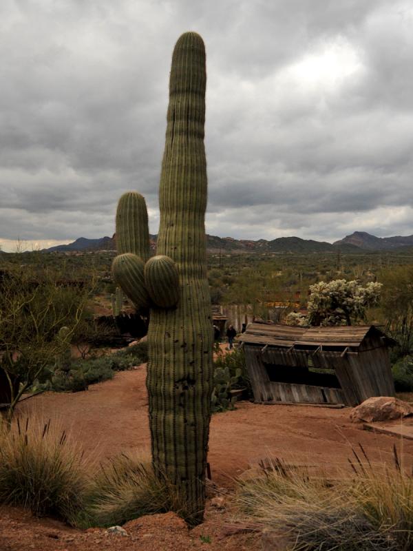 A Scene From Arizona