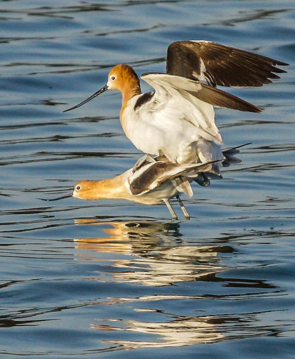 American Avocets (Recurvirostra americana) mating