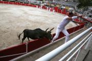 Bull teasing in southern France