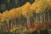 Fall Color in the Cascades of Washington