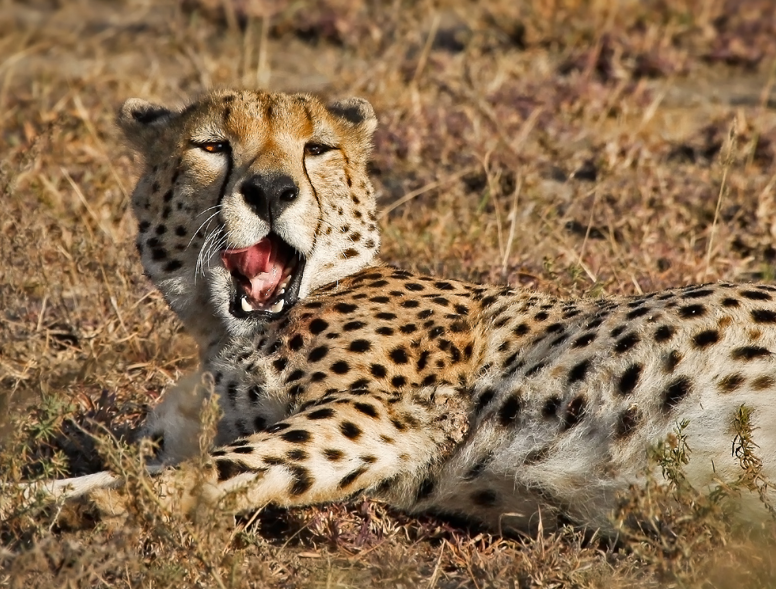 Portrait Yawning Cheetah, Serengetti