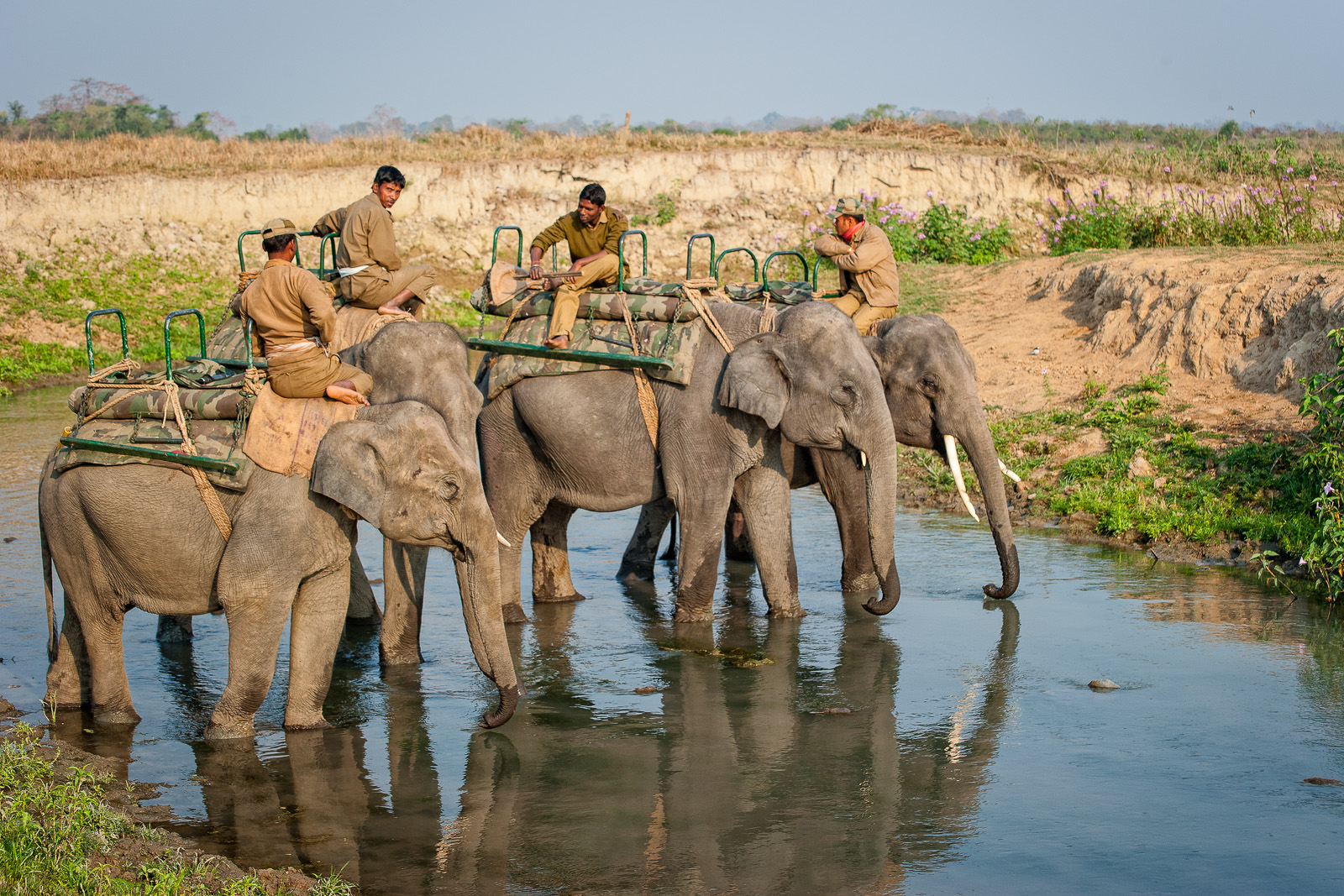 Mahouts take their elephants to water after the rhino safari, Assam, India