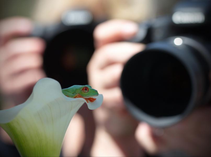 Herbert the tree frog poses for the macro photographists