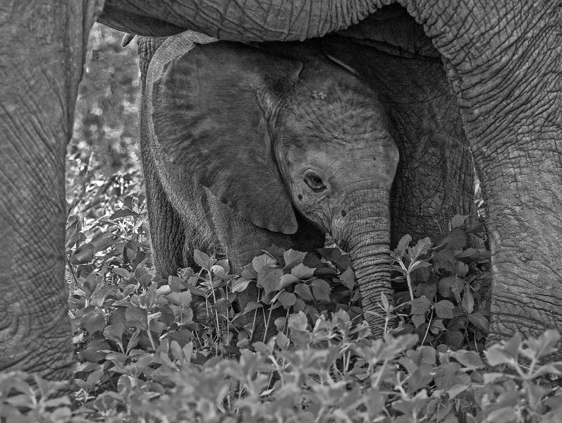 Baby Elephant