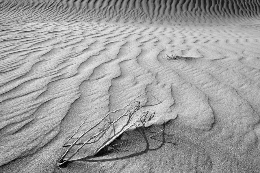 Tree branch and Sand