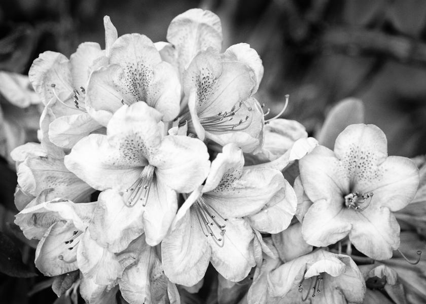 Rhododendrons