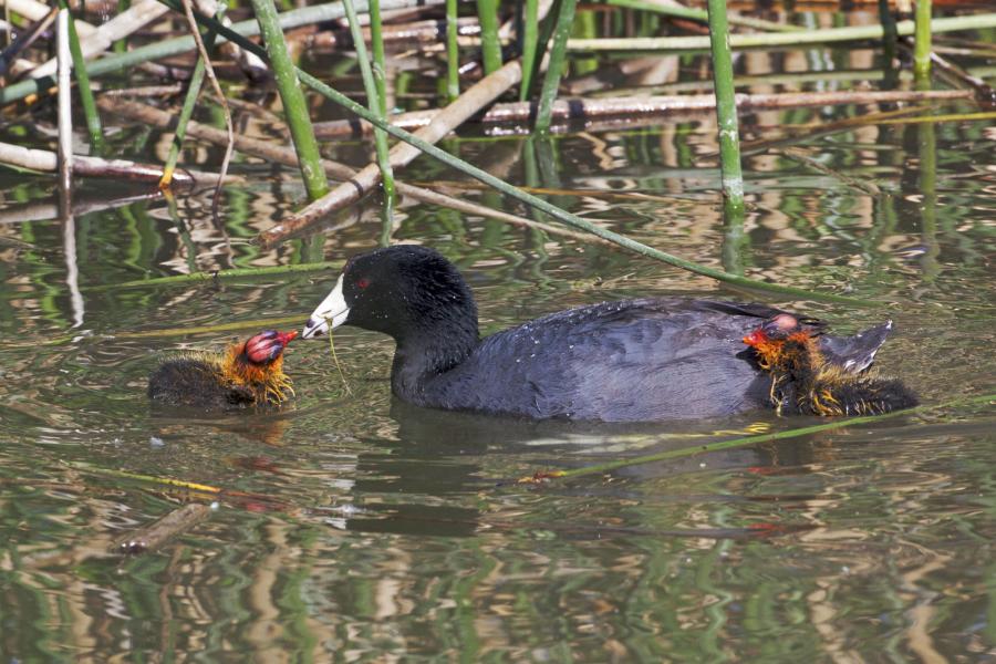 American Coot (Fulica americana) Feeds Seldom Seen Baby Coot
