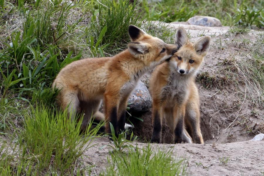 Red Fox Kit (Vulpes vulpes) Nuzzles Sibling's Ear Outside Den, Canada