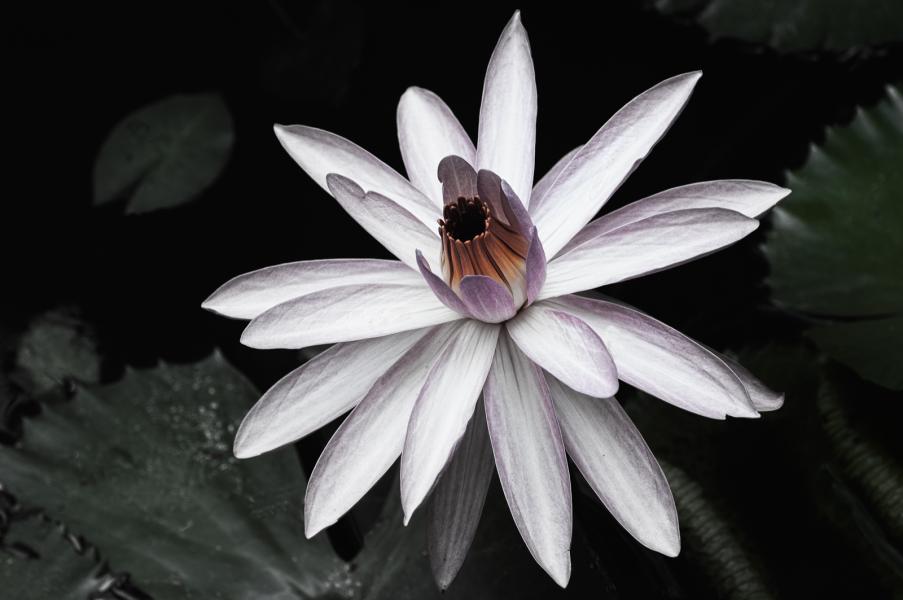 Midnight waterlily