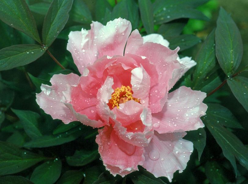 Peony (Paeoniaceae) after a rain